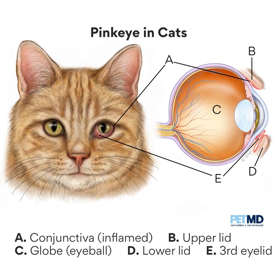 Conjunctivitis in Cats (Cat Pink Eye) PetMD